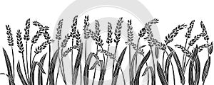 Wheat ear engraved stamp border background cereals ripe spike frame pattern silhouette press design
