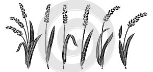 Wheat ear engraving set cereals ink stamp ripe spike wheat flour production farm organic vector