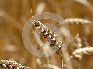 Wheat Ear In the Field