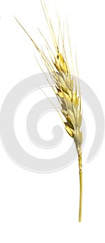 wheat ear