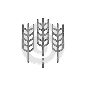 Wheat ear, grain line icon.