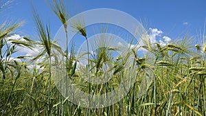 Wheat Ear Harvest in Sunset, Cereals in Cloudy Sky, Grains Field, Agriculture