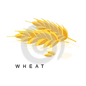 Wheat Ear, Infographic Illustration With Realistic Cereal Crop Plant And Its Name