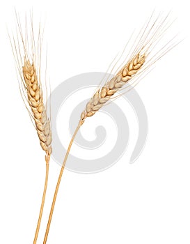 Wheat ear isolated