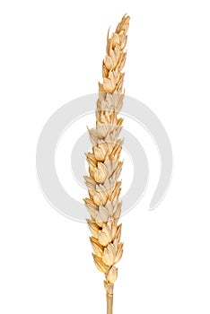 Wheat ear isolated