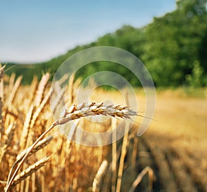 Wheat ear ready for harvest