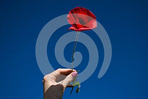 Wheat ear and red poppy on blue sky background in female work