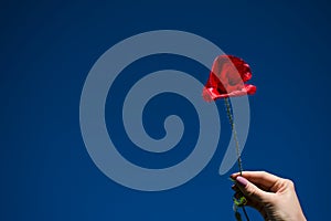 Wheat ear and red poppy on blue sky background in female work