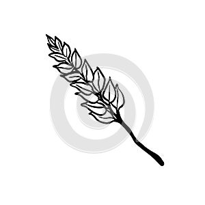 Wheat ear, silhouette on a white background. Beautiful cereal branch, rye, wheat, barley, botanical illustration, green