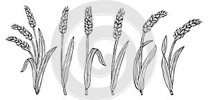 Wheat ear sketch set cereals bread beer packaging ripe spike wheat flour production farm organic