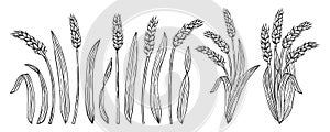 Wheat ear sketch set cereals ripe spike wheat flour production farm organic bread beer packaging