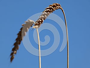 Wheat Ear On the Sky Background