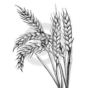 Wheat ear spikelet engraving vector