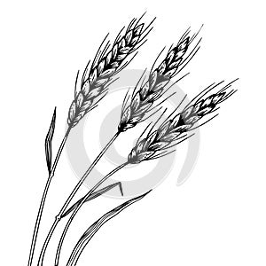 Wheat ear spikelet engraving vector photo