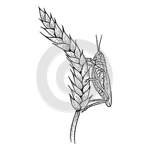 Wheat ear spikelet with Locusts sketch vector