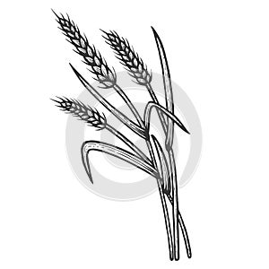 Wheat ear spikelet sketch engraving vector