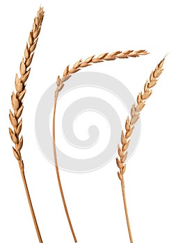 Wheat ear on stalk isolated on white background