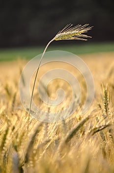 Wheat ear standing out of wheat field