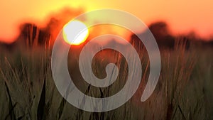 Wheat Ear in Sunset, Agriculture Field, Grains, Cereals, Harvest. Twilight in Village