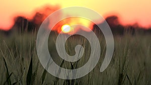 Wheat Ear in Sunset, Agriculture Field, Grains, Cereals, Harvest. Twilight in Village