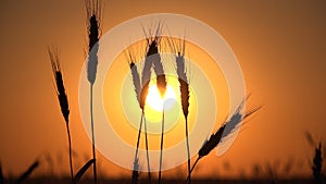 Wheat Ear in Sunset, Agriculture Field, Grains, Cereals, Harvest. Twilight in Village