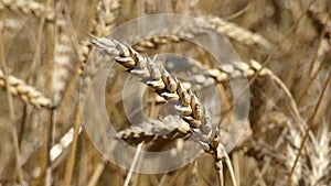 Wheat Ear Sway