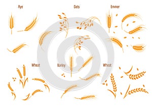 Wheat ear symbols for logo design.