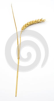 Wheat ear (triticum) photo