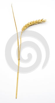 Wheat ear (triticum)