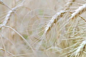 Wheat ear in wheat field