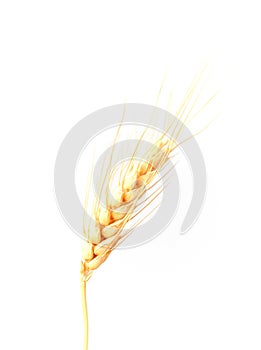 Wheat ear on white