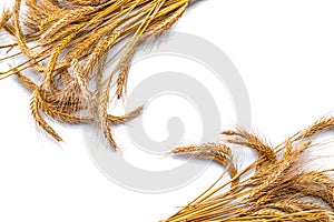 Wheat ear. Whole, barley, harvest wheat sprouts. Wheat grain ear or rye spike plant isolated on white background, for