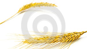 Wheat ear. Whole, barley, harvest wheat sprouts. Wheat grain ear or rye spike plant isolated on white background, for