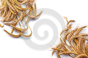 Wheat ear. Whole, barley, harvest wheat sprouts. Wheat grain ear or rye spike plant isolated on white background, for cereal bread