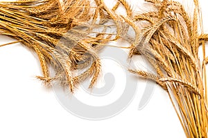 Wheat ear. Whole, barley, harvest wheat sprouts. Wheat grain ear or rye spike plant isolated on white background, for cereal bread