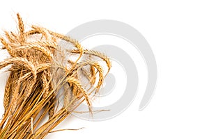 Wheat ear. Whole, barley, harvest wheat sprouts. Wheat grain ear or rye spike plant isolated on white background, for cereal bread