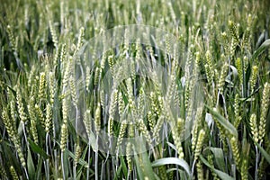 Wheat in earing stage photo