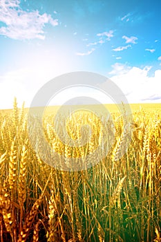 Wheat in the early morning sun with blue sky in background