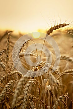 Wheat in early sunlight