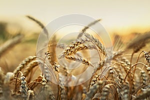 Wheat in early sunlight