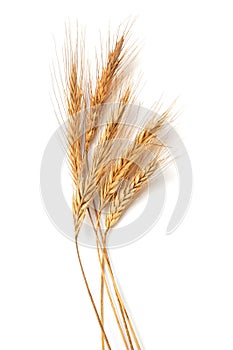 Wheat ears