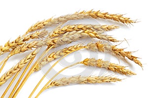 Wheat ears