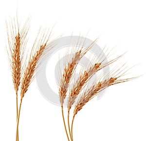 Wheat ears