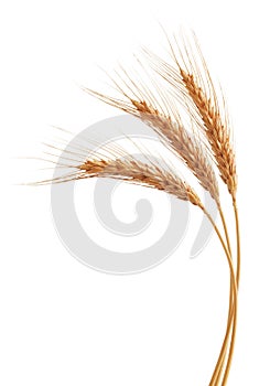 Wheat ears