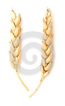 Wheat ears