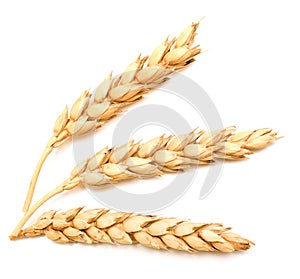 Wheat ears