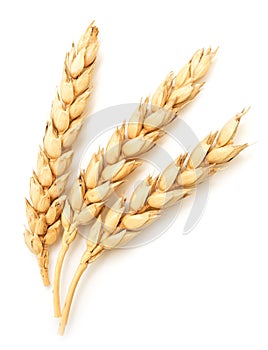 Wheat ears