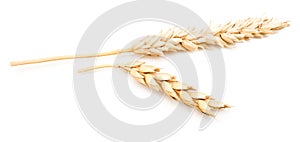 Wheat ears