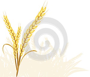 Wheat ears