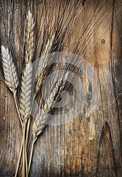 Wheat ears